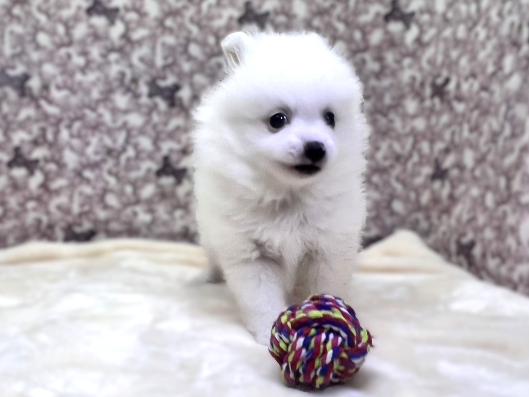 茨城県のポメラニアン (かねだいペットトライアル利根川/2025年10月26日生まれ/男の子/ホワイト)の子犬の4枚目の画像