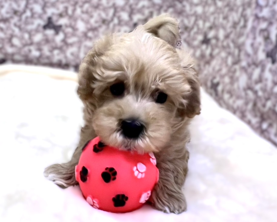 茨城県のマルプー(マルチーズ×プードル) (かねだいペットトライアル利根川/2025年10月17日生まれ/男の子/アプリコット )の子犬の1枚目の画像