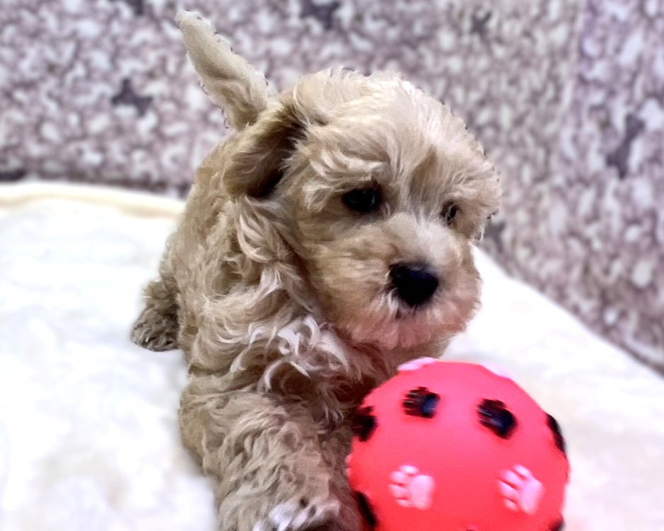 茨城県のマルプー(マルチーズ×プードル) (かねだいペットトライアル利根川/2025年10月17日生まれ/男の子/アプリコット )の子犬の2枚目の画像