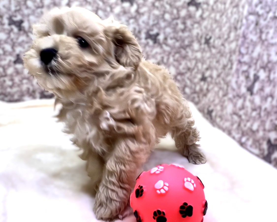 茨城県のマルプー(マルチーズ×プードル) (かねだいペットトライアル利根川/2025年10月17日生まれ/男の子/アプリコット )の子犬の3枚目の画像