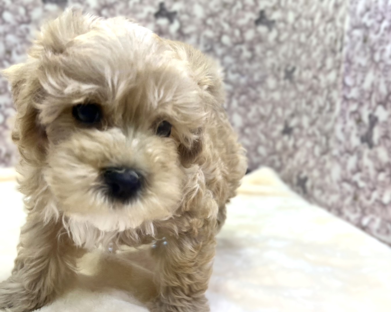 茨城県のマルプー(マルチーズ×プードル) (かねだいペットトライアル利根川/2025年10月17日生まれ/男の子/アプリコット )の子犬の4枚目の画像