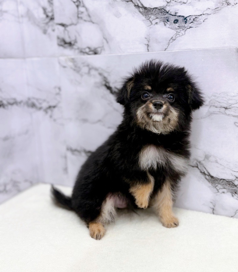 神奈川県のチワプー/プーチー(チワワ×プードル) (かねだい東戸塚店/2025年10月13日生まれ/男の子/ブラックタン)の子犬の2枚目の画像