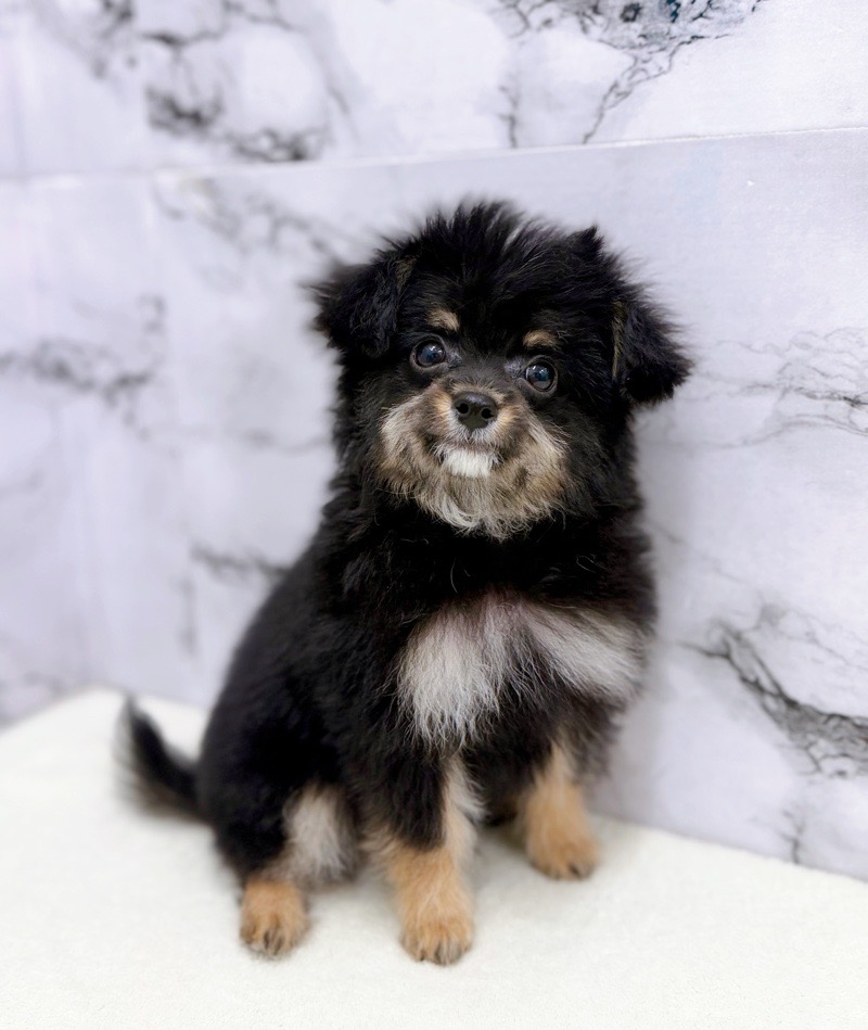 神奈川県のチワプー/プーチー(チワワ×プードル) (かねだい東戸塚店/2025年10月13日生まれ/男の子/ブラックタン)の子犬の3枚目の画像