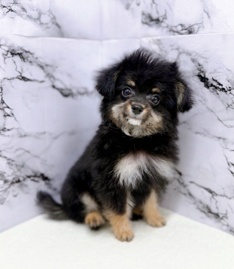 神奈川県のチワプー/プーチー(チワワ×プードル) (かねだい東戸塚店/2025年10月13日生まれ/男の子/ブラックタン)の子犬の4枚目の画像