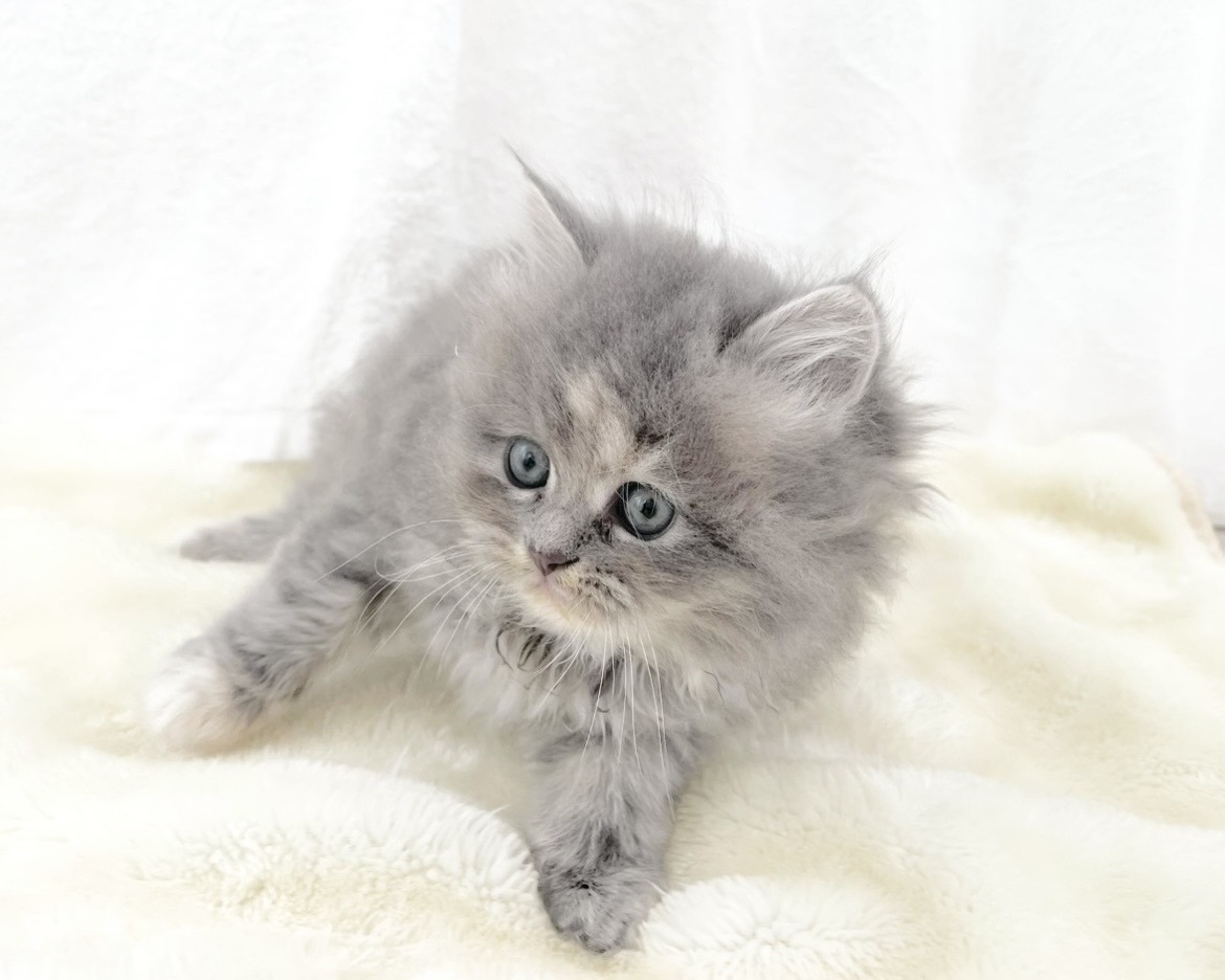 群馬県のハーフ猫・ミックス猫 (かねだいペットトライアル桐生/2025年11月17日生まれ/女の子/ブルークリーム)の子猫の2枚目の画像