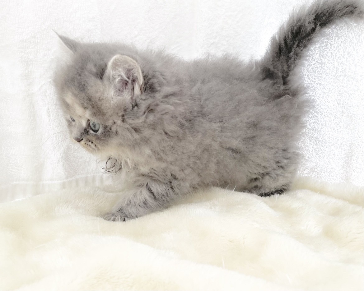 群馬県のハーフ猫・ミックス猫 (かねだいペットトライアル桐生/2025年11月17日生まれ/女の子/ブルークリーム)の子猫の3枚目の画像