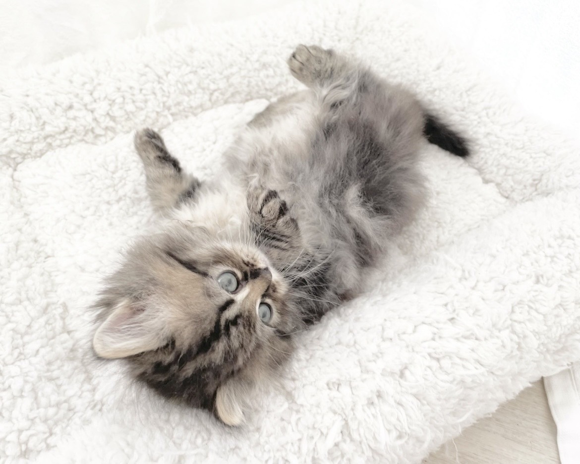 群馬県のハーフ猫・ミックス猫 (かねだいペットトライアル桐生/2025年11月17日生まれ/女の子/ブラウンタビーホワイト)の子猫の2枚目の画像