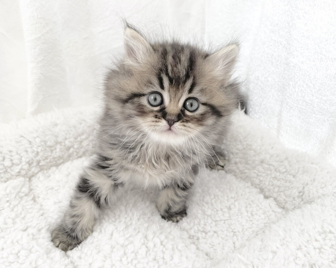 群馬県のハーフ猫・ミックス猫 (かねだいペットトライアル桐生/2025年11月17日生まれ/女の子/ブラウンタビーホワイト)の子猫の3枚目の画像