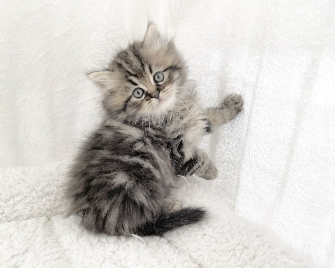 群馬県のハーフ猫・ミックス猫 (かねだいペットトライアル桐生/2025年11月17日生まれ/女の子/ブラウンタビーホワイト)の子猫の4枚目の画像