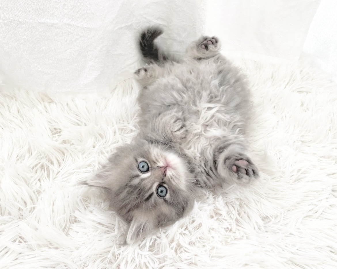 群馬県のハーフ猫・ミックス猫 (かねだいペットトライアル桐生/2025年11月17日生まれ/男の子/ブルータビー)の子猫の2枚目の画像