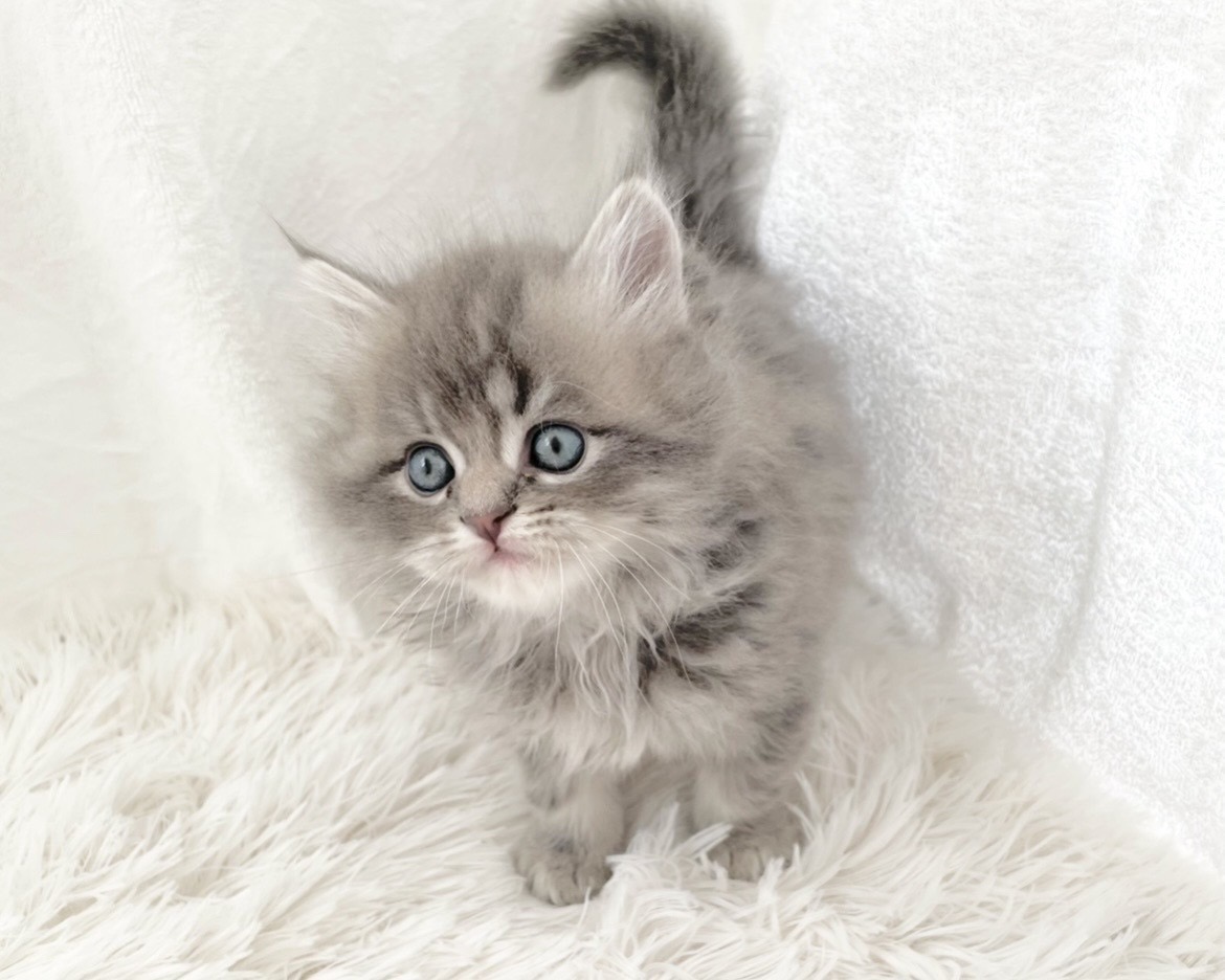 群馬県のハーフ猫・ミックス猫 (かねだいペットトライアル桐生/2025年11月17日生まれ/男の子/ブルータビー)の子猫の3枚目の画像