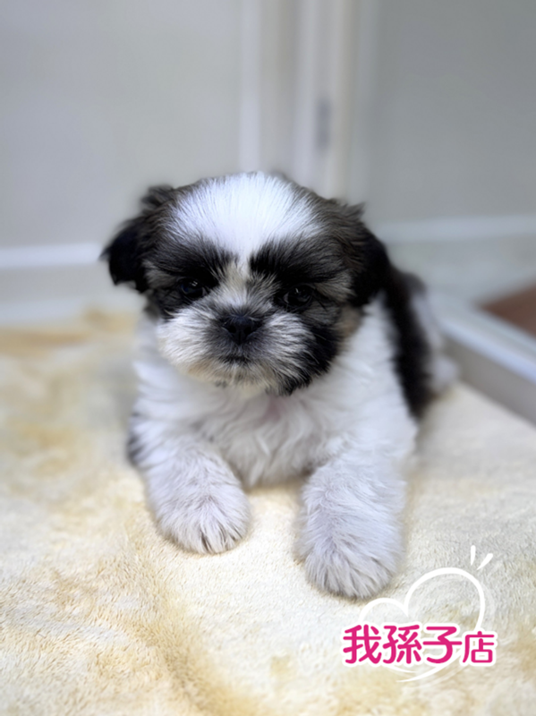 千葉県のシーズー (かねだい我孫子店/2025年10月28日生まれ/男の子/ホワイトゴールド)の子犬