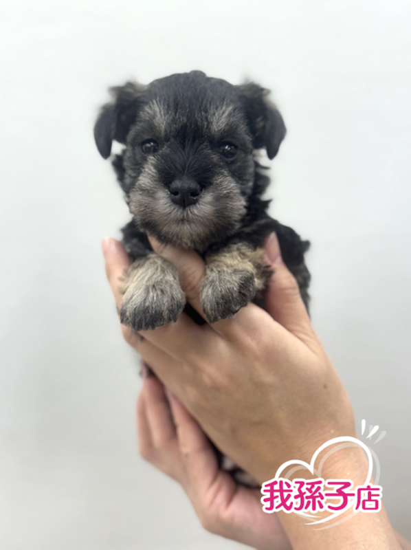 千葉県のミニチュアシュナウザー (かねだい我孫子店/2025年11月1日生まれ/女の子/ソルトペッパー)の子犬