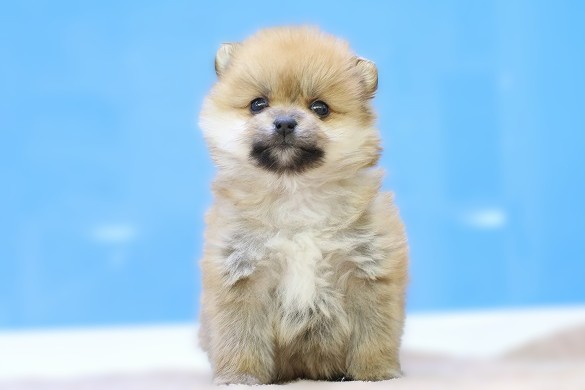 埼玉県のポメラニアン (かねだい草加店/2025年10月15日生まれ/女の子/オレンジ)の子犬の1枚目の画像