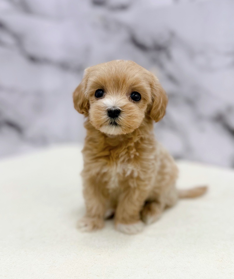 神奈川県のマルプー(マルチーズ×プードル) (かねだい東戸塚店/2025年11月8日生まれ/女の子/アプリコット)の子犬の2枚目の画像