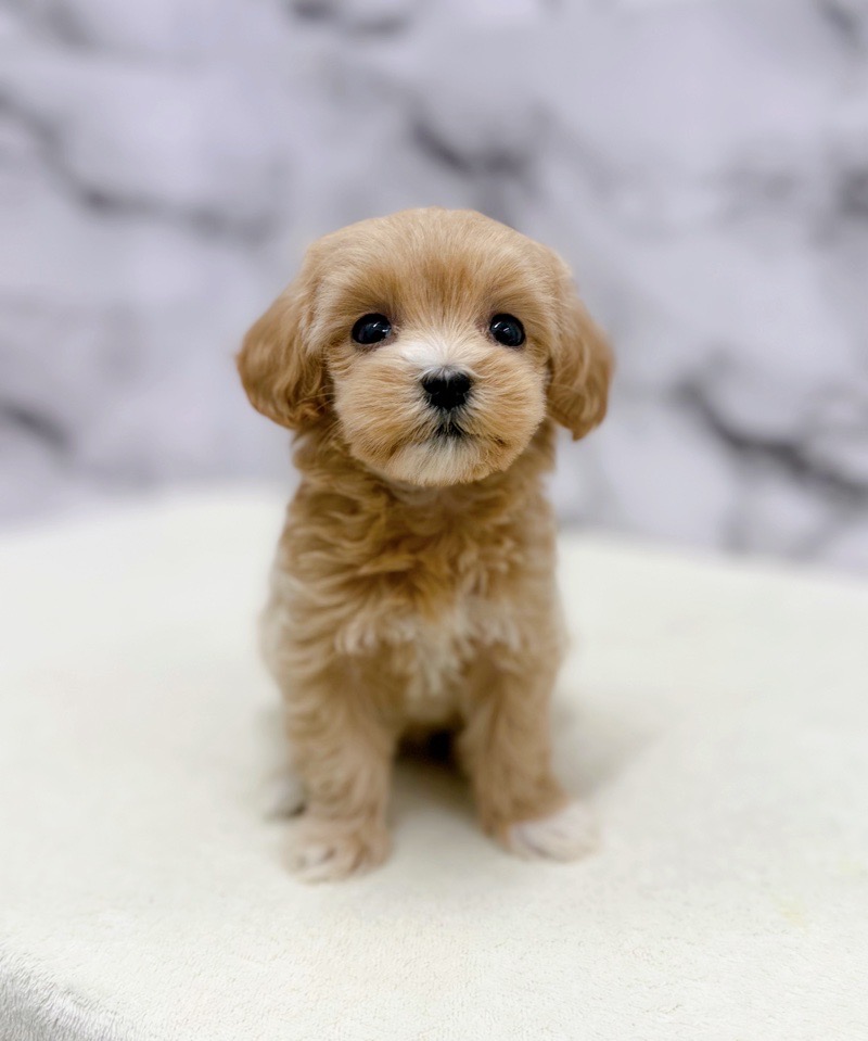神奈川県のマルプー(マルチーズ×プードル) (かねだい東戸塚店/2025年11月8日生まれ/女の子/アプリコット)の子犬の3枚目の画像