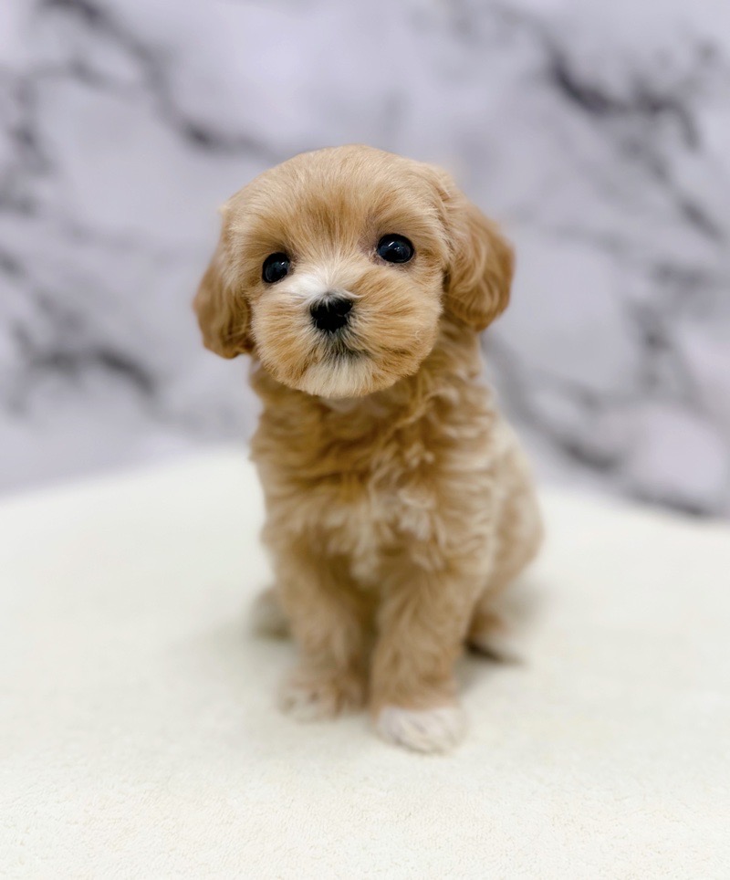 神奈川県のマルプー(マルチーズ×プードル) (かねだい東戸塚店/2025年11月8日生まれ/女の子/アプリコット)の子犬の4枚目の画像