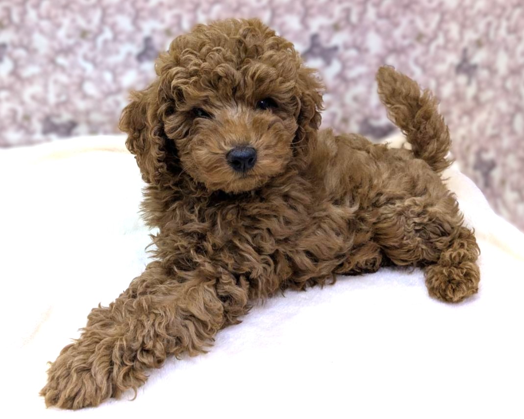 茨城県のトイプードル(トイ) (かねだいペットトライアル利根川/2025年10月25日生まれ/男の子/レッド)の子犬の1枚目の画像