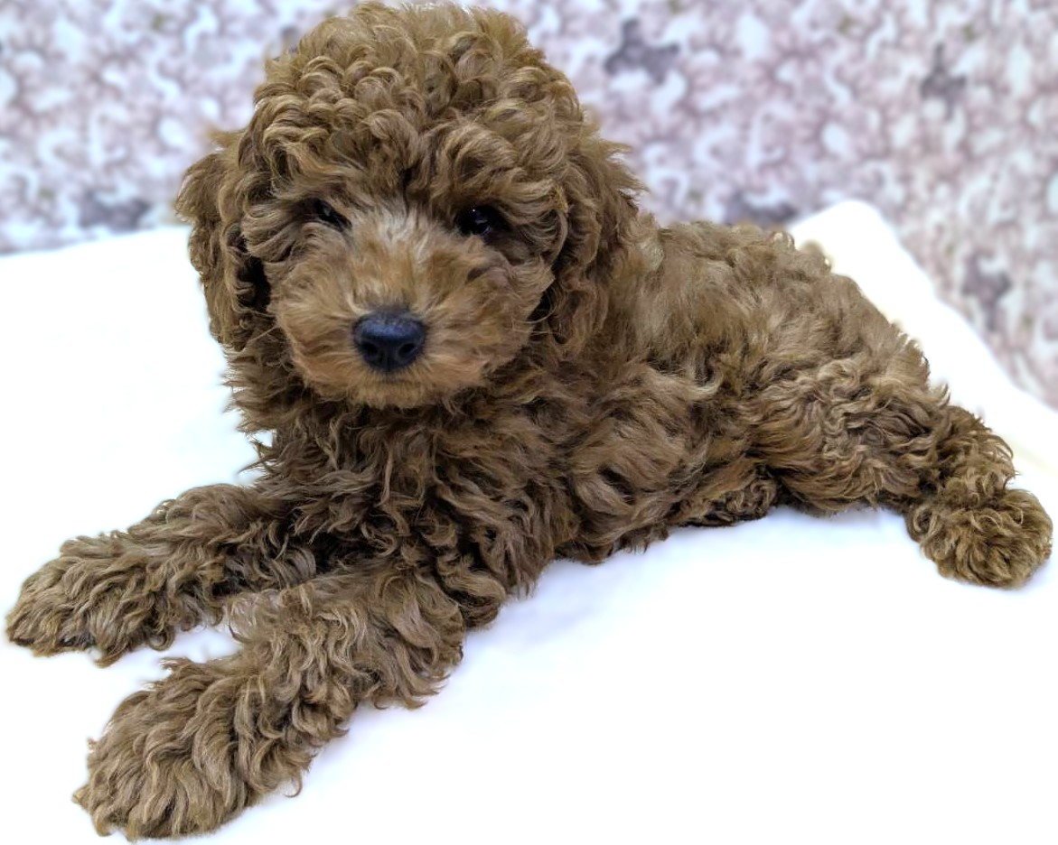 茨城県のトイプードル(トイ) (かねだいペットトライアル利根川/2025年10月25日生まれ/男の子/レッド)の子犬の2枚目の画像