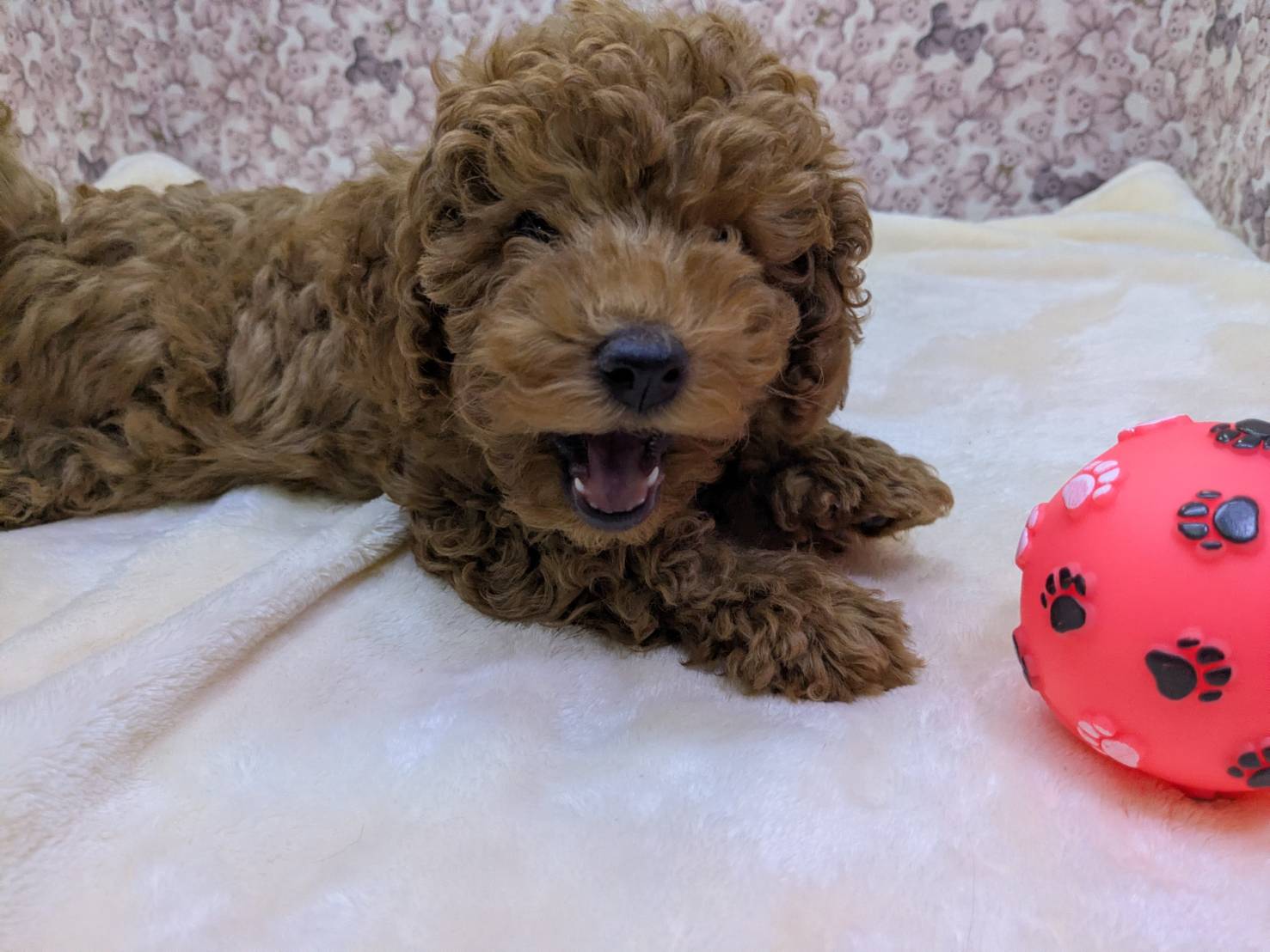 茨城県のトイプードル(トイ) (かねだいペットトライアル利根川/2025年10月25日生まれ/男の子/レッド)の子犬の3枚目の画像