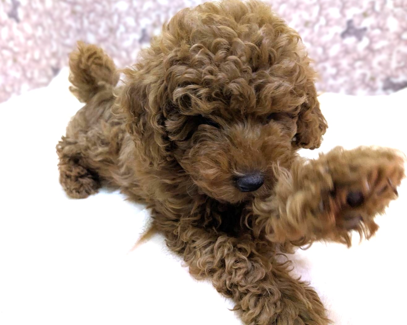 茨城県のトイプードル(トイ) (かねだいペットトライアル利根川/2025年10月25日生まれ/男の子/レッド)の子犬の4枚目の画像