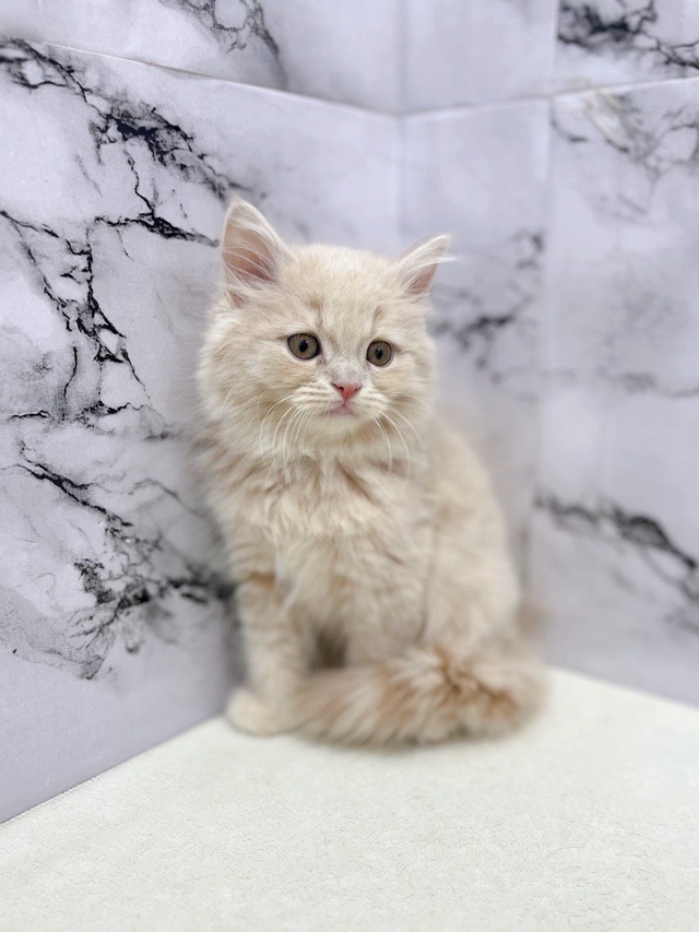 神奈川県のラガマフィン (かねだい東戸塚店/2025年11月2日生まれ/男の子/クリームタビー)の子猫の3枚目の画像