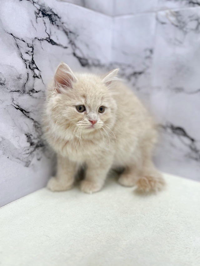 神奈川県のラガマフィン (かねだい東戸塚店/2025年11月2日生まれ/男の子/クリームタビー)の子猫の4枚目の画像