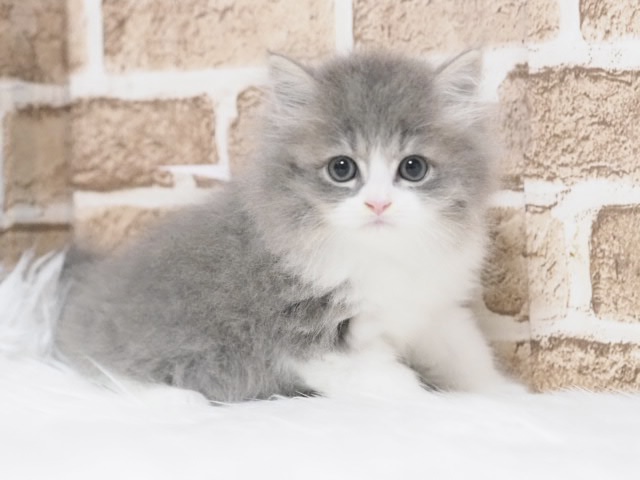 Munchkin (male) (Toda store)