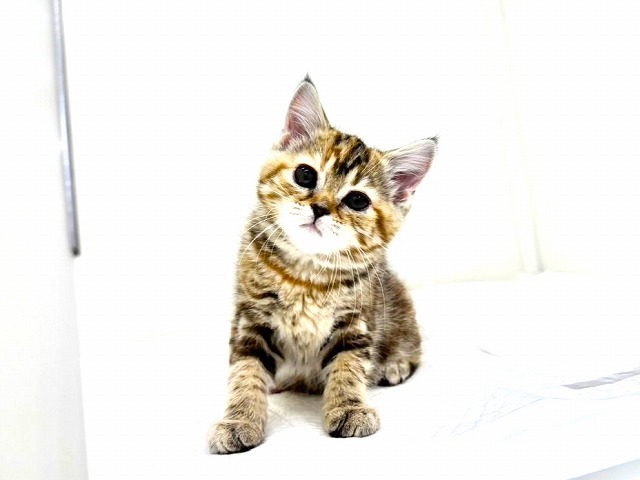 東京都のマンチカン (かねだい本町田店/2025年10月28日生まれ/女の子/ブラウンパッチドタビー)の子猫の2枚目の画像