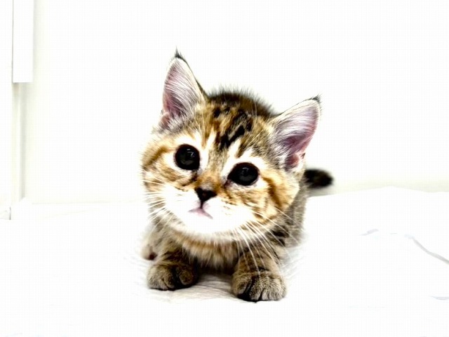 東京都のマンチカン (かねだい本町田店/2025年10月28日生まれ/女の子/ブラウンパッチドタビー)の子猫の4枚目の画像