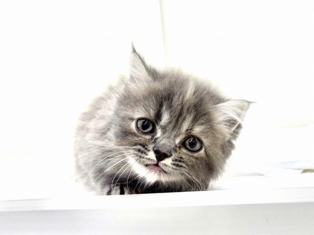 東京都のマンチカン (かねだい本町田店/2025年11月8日生まれ/女の子/ブルークリーム)の子猫の2枚目の画像