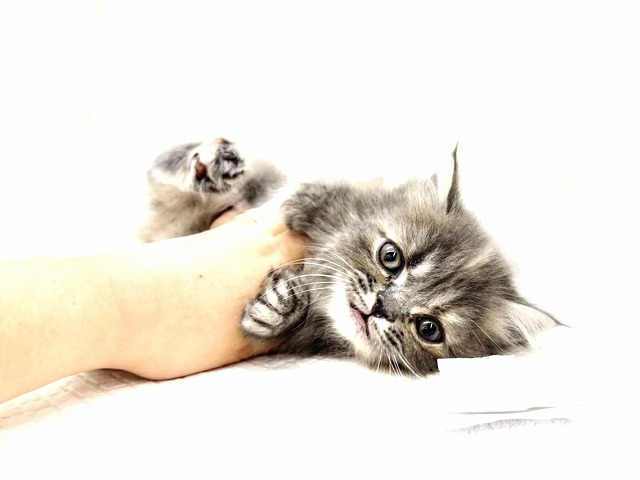 東京都のマンチカン (かねだい本町田店/2025年11月8日生まれ/女の子/ブルークリーム)の子猫の3枚目の画像