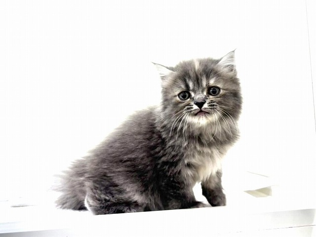 東京都のマンチカン (かねだい本町田店/2025年11月8日生まれ/女の子/ブルークリーム)の子猫の4枚目の画像