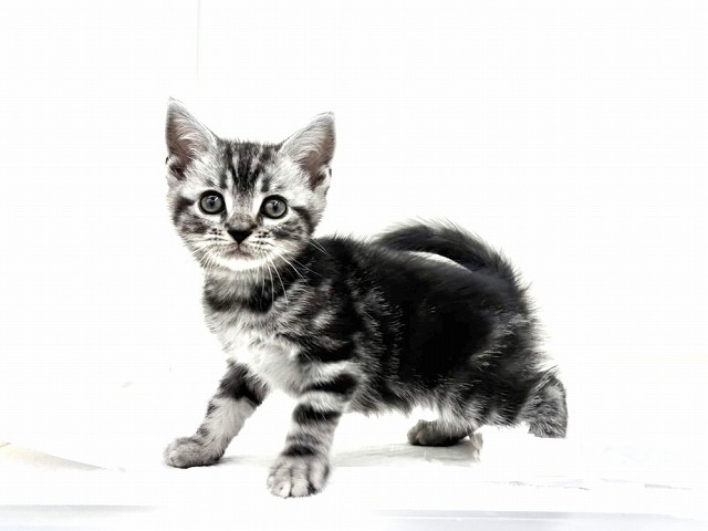 東京都のマンチカン (かねだい本町田店/2025年11月1日生まれ/男の子/シルバータビー)の子猫の3枚目の画像