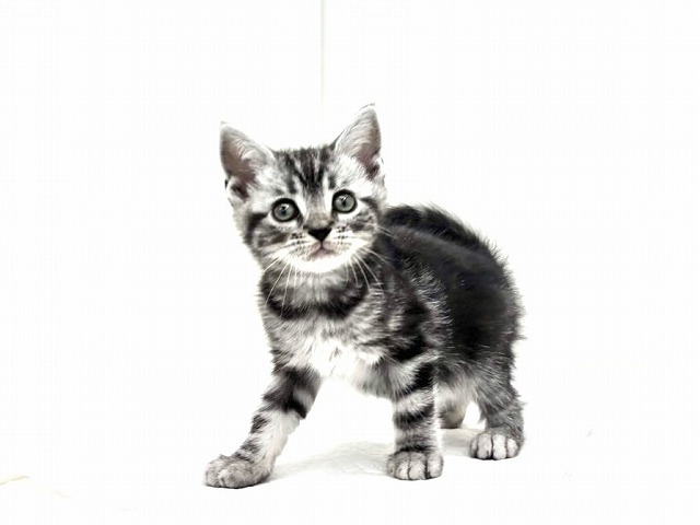 東京都のマンチカン (かねだい本町田店/2025年11月1日生まれ/男の子/シルバータビー)の子猫の4枚目の画像