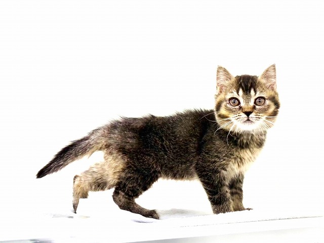 東京都のマンチカン (かねだい本町田店/2025年11月8日生まれ/女の子/ブラウンタビー)の子猫の2枚目の画像