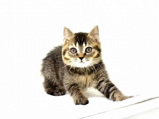 東京都のマンチカン (かねだい本町田店/2025年11月8日生まれ/女の子/ブラウンタビー)の子猫の4枚目の画像