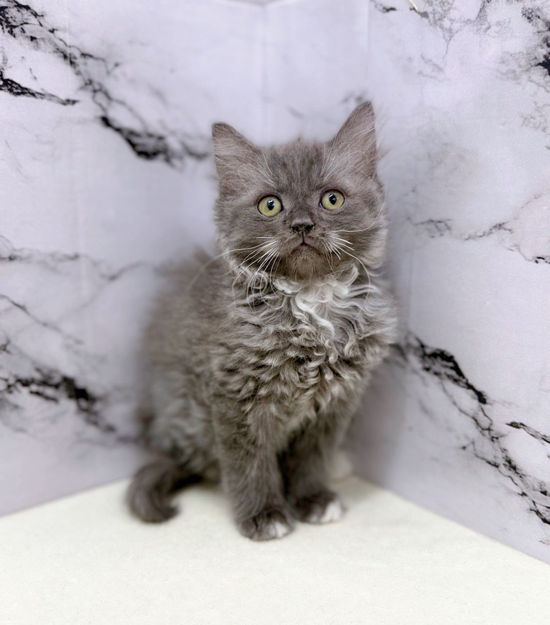 神奈川県のサイベリアン (かねだい東戸塚店/2025年11月6日生まれ/男の子/ブルータビーホワイト)の子猫の1枚目の画像