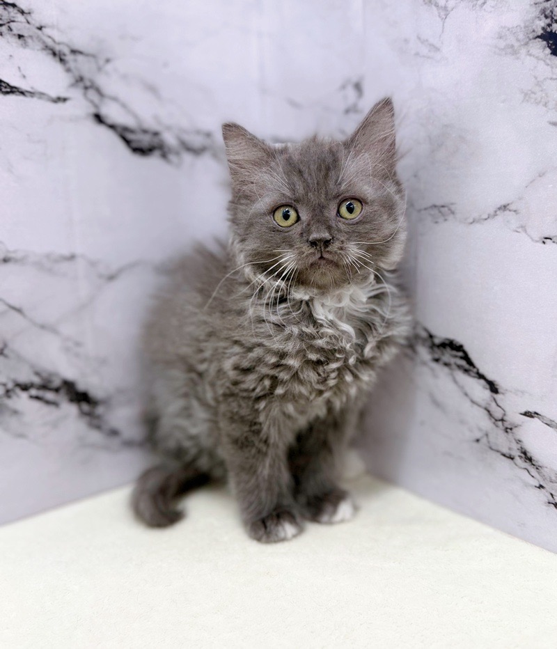 神奈川県のサイベリアン (かねだい東戸塚店/2025年11月6日生まれ/男の子/ブルータビーホワイト)の子猫の2枚目の画像