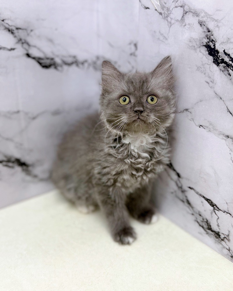 神奈川県のサイベリアン (かねだい東戸塚店/2025年11月6日生まれ/男の子/ブルータビーホワイト)の子猫の4枚目の画像