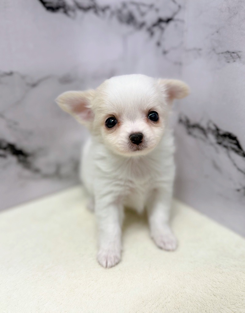 神奈川県のチワワ(ロング) (かねだい東戸塚店/2025年11月8日生まれ/女の子/ホワイトクリーム)の子犬の2枚目の画像