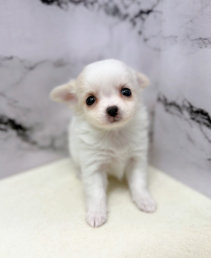 神奈川県のチワワ(ロング) (かねだい東戸塚店/2025年11月8日生まれ/女の子/ホワイトクリーム)の子犬の3枚目の画像