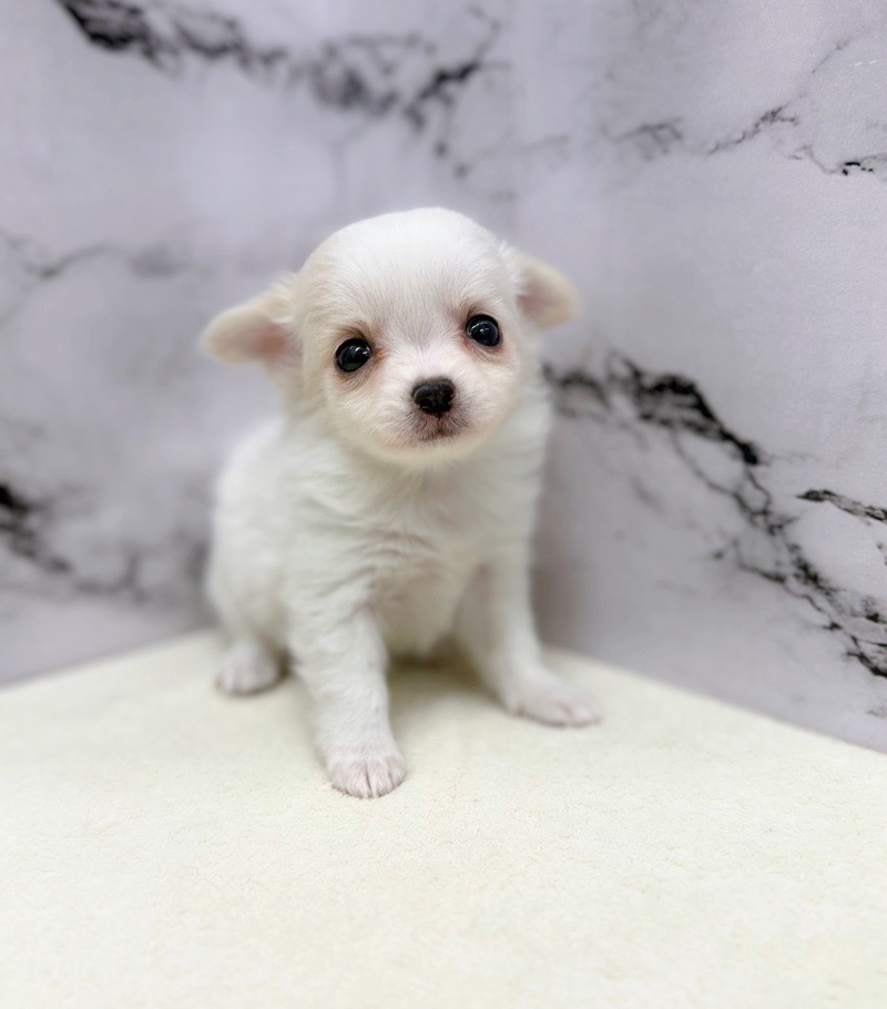 神奈川県のチワワ(ロング) (かねだい東戸塚店/2025年11月8日生まれ/女の子/ホワイトクリーム)の子犬の4枚目の画像