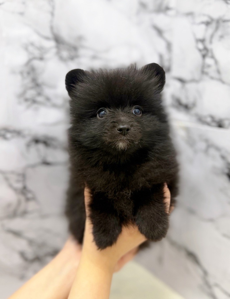 神奈川県のポメラニアン (かねだい東戸塚店/2025年11月3日生まれ/女の子/ブラック)の子犬の1枚目の画像