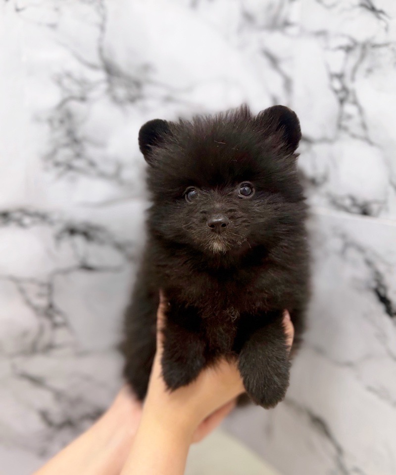 神奈川県のポメラニアン (かねだい東戸塚店/2025年11月3日生まれ/女の子/ブラック)の子犬の2枚目の画像