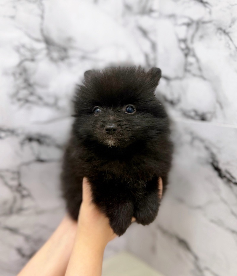 神奈川県のポメラニアン (かねだい東戸塚店/2025年11月3日生まれ/女の子/ブラック)の子犬の3枚目の画像