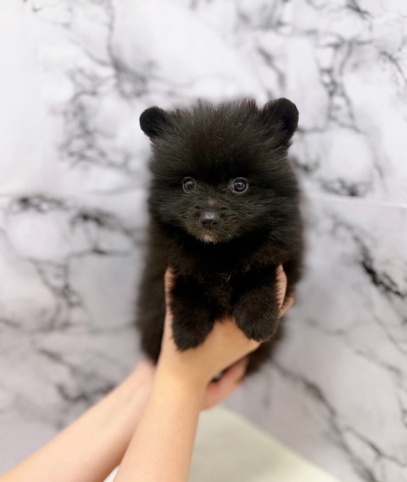 神奈川県のポメラニアン (かねだい東戸塚店/2025年11月3日生まれ/女の子/ブラック)の子犬の4枚目の画像