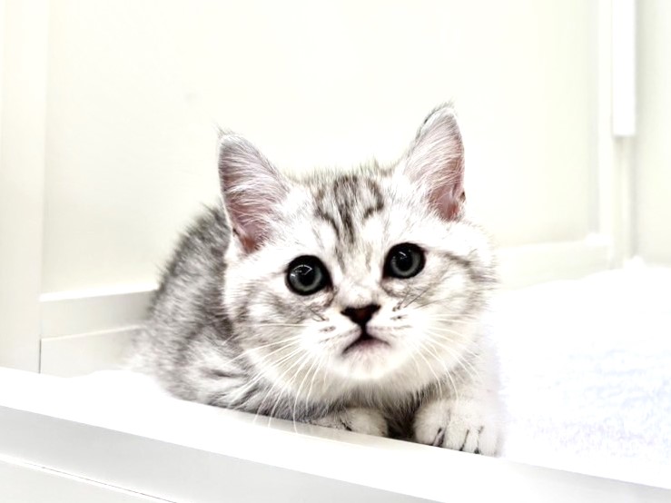 東京都のマンチカン (かねだい本町田店/2025年11月8日生まれ/女の子/ブルーパッチドタビー)の子猫の1枚目の画像