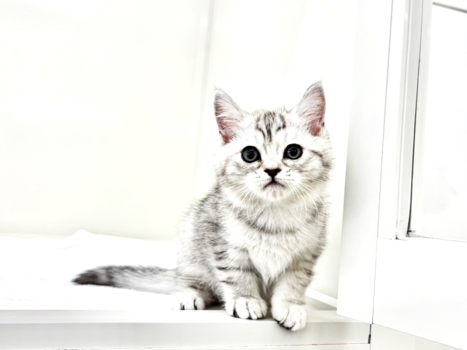 東京都のマンチカン (かねだい本町田店/2025年11月8日生まれ/女の子/ブルーパッチドタビー)の子猫の2枚目の画像