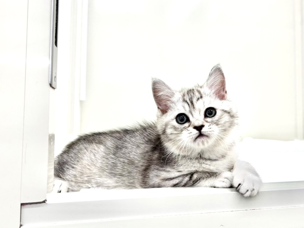 東京都のマンチカン (かねだい本町田店/2025年11月8日生まれ/女の子/ブルーパッチドタビー)の子猫の3枚目の画像